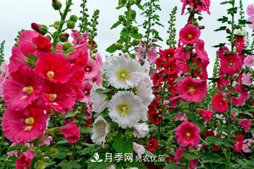 阳台再小，也要养3种花，一年四季有花赏，轻松开成小花园(图4)