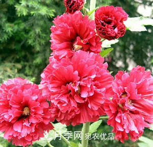 阳台再小，也要养3种花，一年四季有花赏，轻松开成小花园(图3)