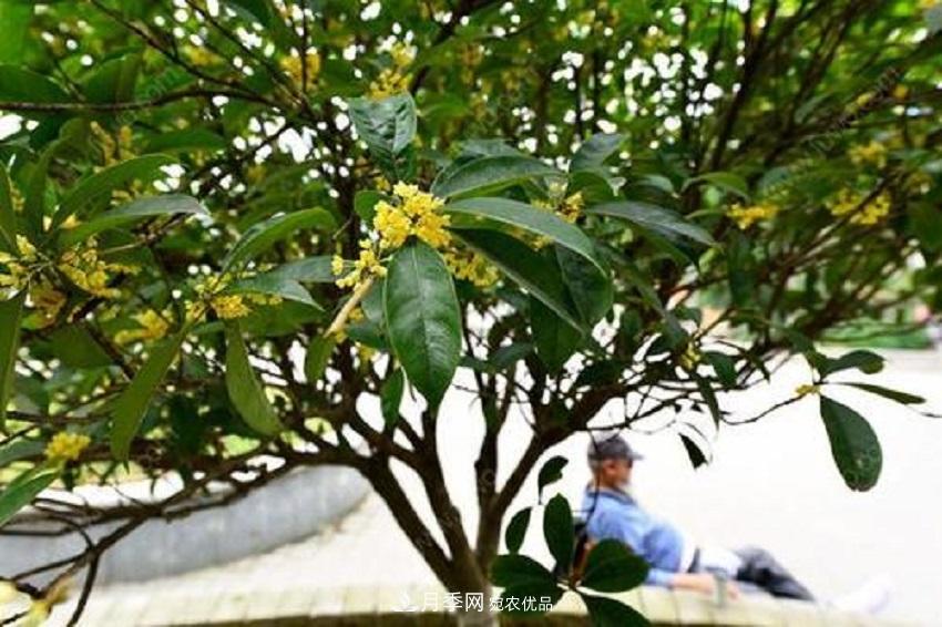 桂花香气浓郁，但繁殖难？掌握四种方法，明年桂花开满园(图2)