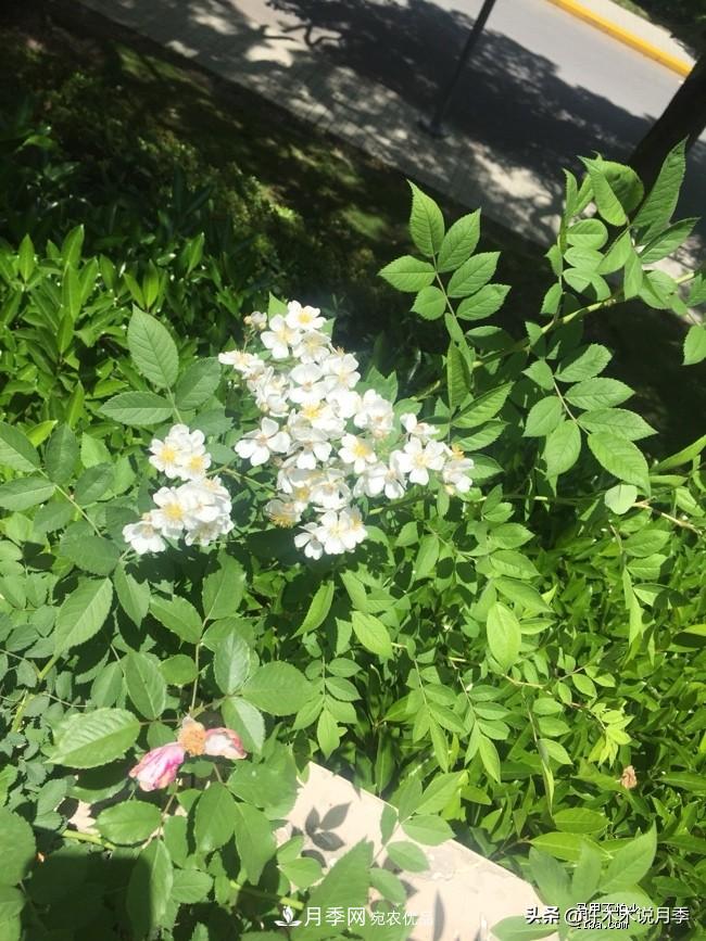 如何买到正版欧月？月季购买防骗手册，几招鉴定欧月，拒绝小白花(图5)