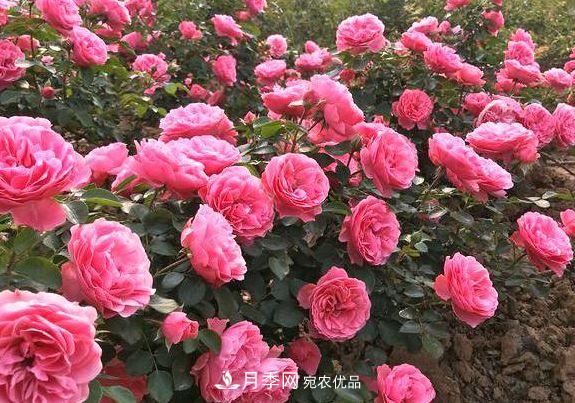 3种花，分别是花中之王、花中之相、花中皇后，哪种才***美的花(图3)