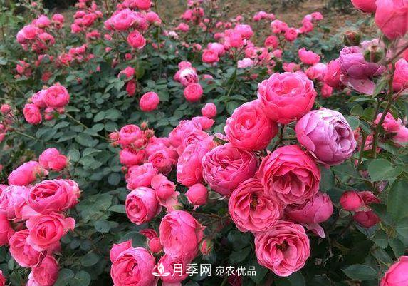 3种花，分别是花中之王、花中之相、花中皇后，哪种才***美的花(图4)