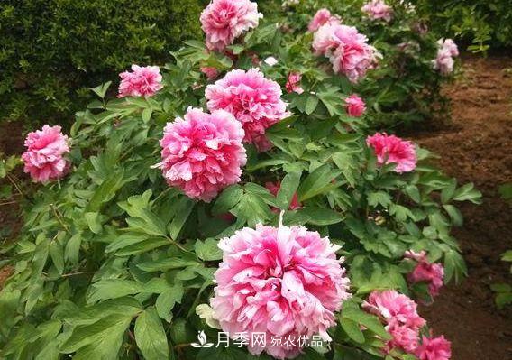 3种花，分别是花中之王、花中之相、花中皇后，哪种才***美的花(图1)