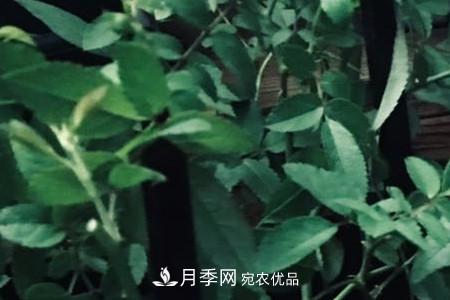 甜蜜马车微型月季的养殖方法(图3)