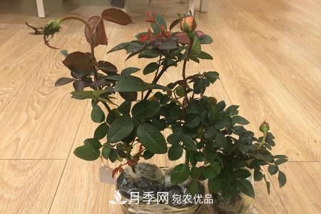 养护月季小苗要剪掉花苞吗？(图1)