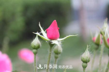 养护月季小苗要剪掉花苞吗？(图2)