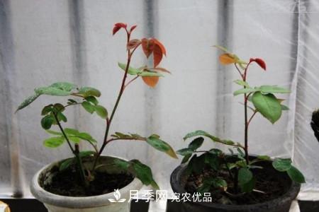 养护月季小苗要剪掉花苞吗？(图3)