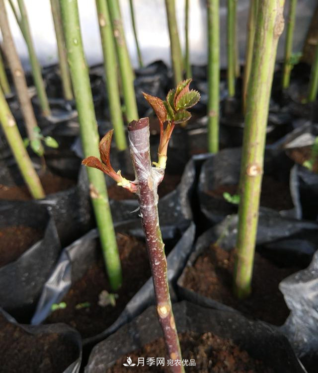 一个小技巧，月季变花月季树！花苞满树冠，大花300天(图3)