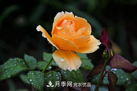 月季花夏天水分蒸发较，多少天浇次水？(图1)