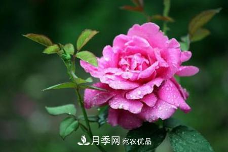 月季花夏天水分蒸发较，多少天浇次水？(图2)