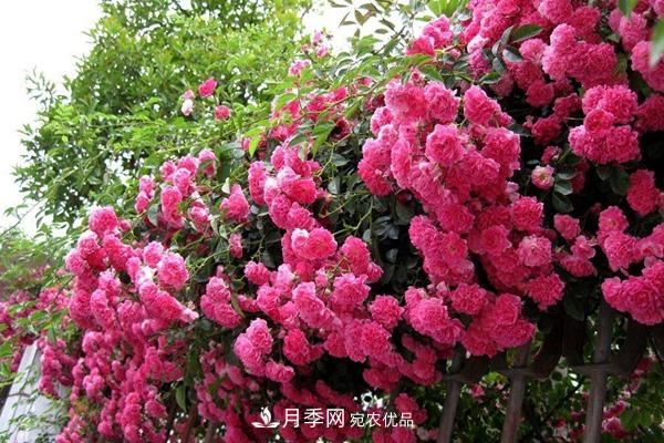 西北东北寒冷地区能种植藤本月季吗？(图2)