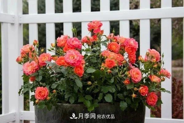 月季花夏季的修剪、施肥和防治病虫害攻略，远离红蜘蛛黑斑病(图1)