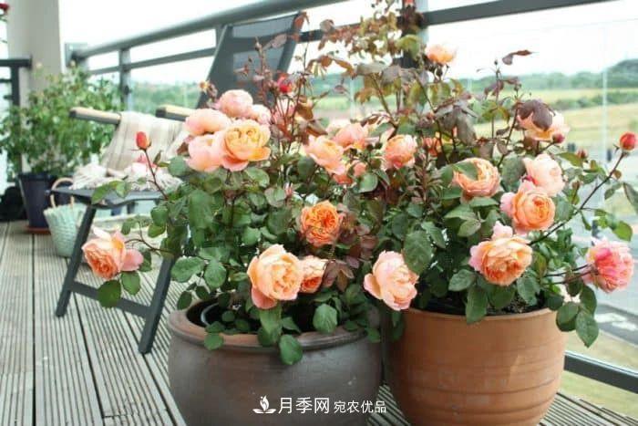 月季花夏季的修剪、施肥和防治病虫害攻略，远离红蜘蛛黑斑病(图2)