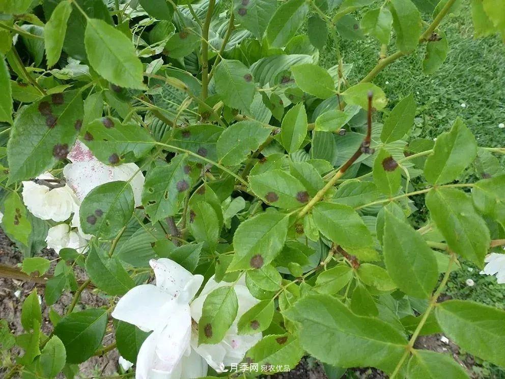 月季花夏季的修剪、施肥和防治病虫害攻略，远离红蜘蛛黑斑病(图5)