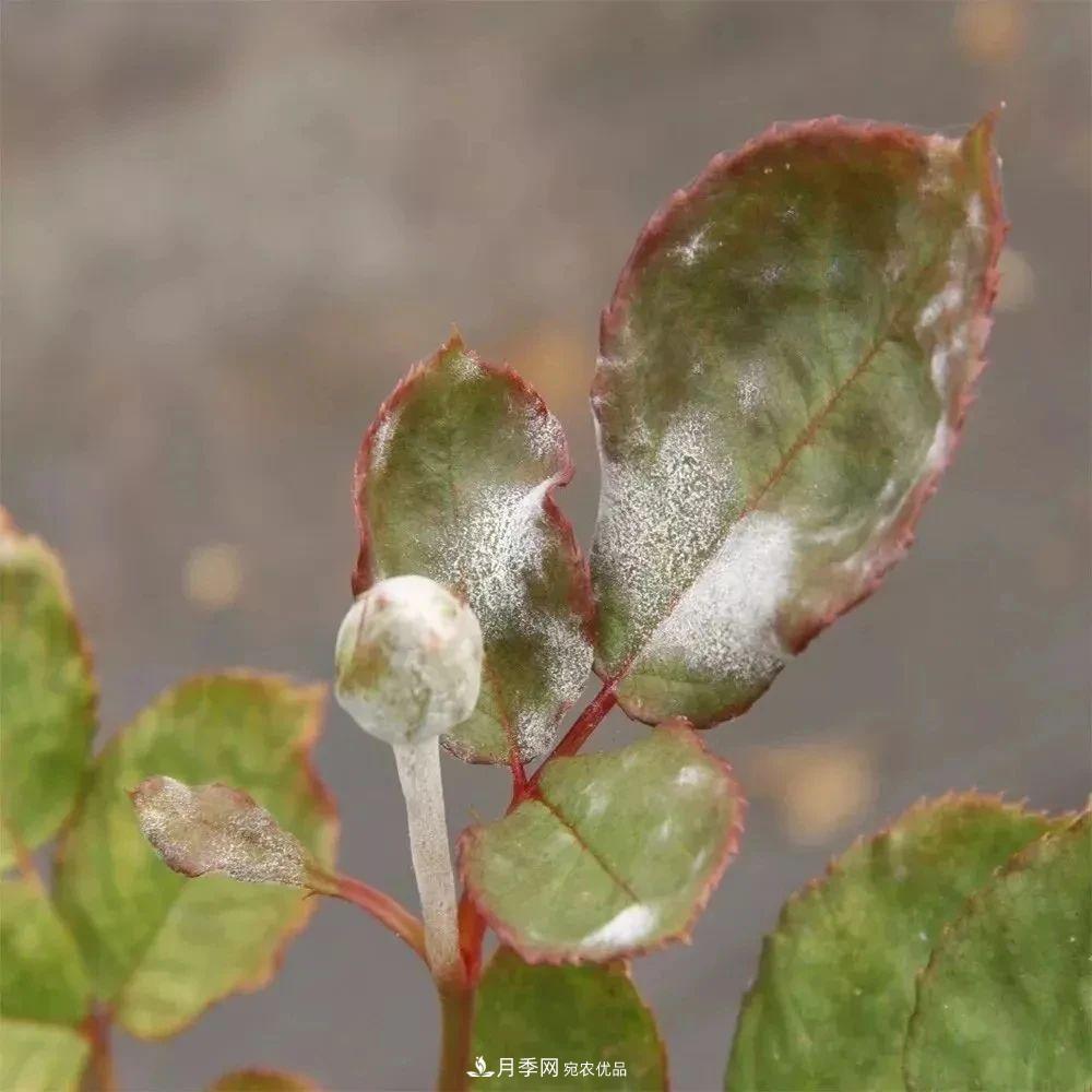 月季花夏季的修剪、施肥和防治病虫害攻略，远离红蜘蛛黑斑病(图6)