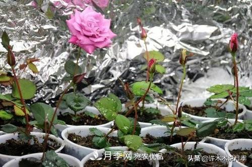 月季打顶是什么意思？教你正确打顶，苗更壮长更快花更多(图4)