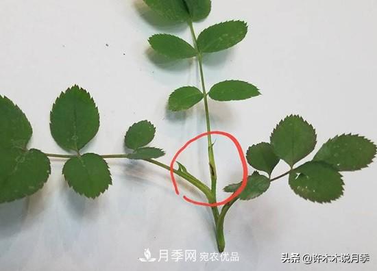 月季打顶是什么意思？教你正确打顶，苗更壮长更快花更多(图7)