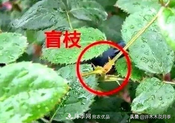 月季打顶是什么意思？教你正确打顶，苗更壮长更快花更多(图6)