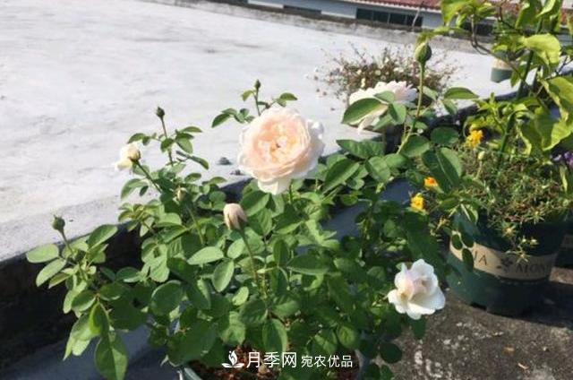 3分钟学会扦插月季花，一棵变十棵，100%成活！(图1)