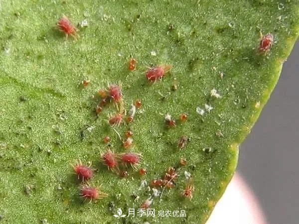 夏天月季花爱生虫？几个小方法轻松应对六大虫害！(图1)