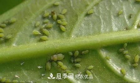 夏天月季花爱生虫？几个小方法轻松应对六大虫害！(图2)