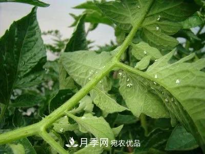 夏天月季花爱生虫？几个小方法轻松应对六大虫害！(图4)