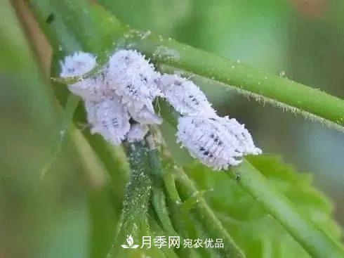 夏天月季花爱生虫？几个小方法轻松应对六大虫害！(图5)