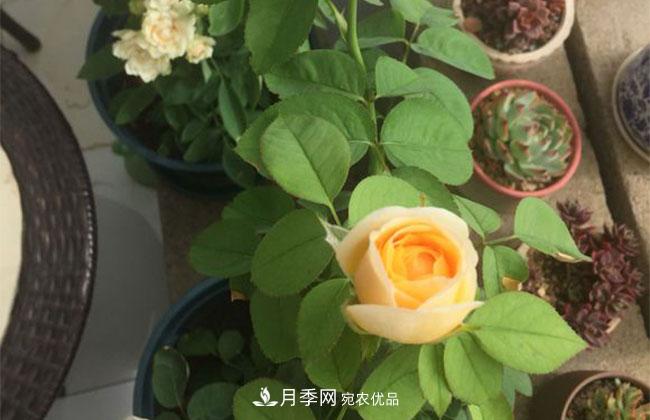 月季花的产地是哪里？南阳产的月季花好？(图2)