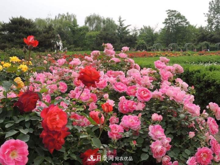 月季花这样管理，一年开两次花(图2)