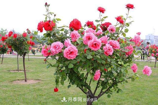 月季花这样管理，一年开两次花(图3)