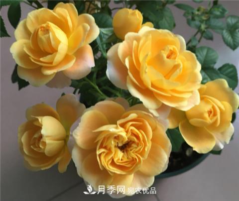 这6种月季花，四季开花不断，又大又美，值得入手(图1)