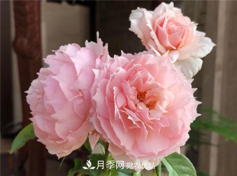 这6种月季花，四季开花不断，又大又美，值得入手(图2)