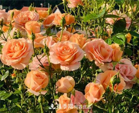 这6种月季花，四季开花不断，又大又美，值得入手(图5)