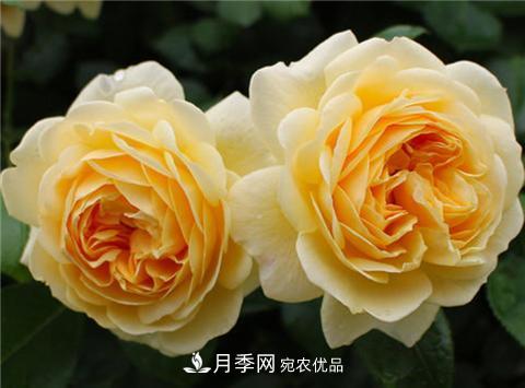 这6种月季花，四季开花不断，又大又美，值得入手(图4)