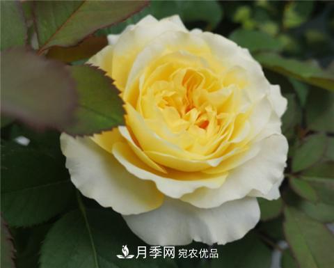 这6种月季花，四季开花不断，又大又美，值得入手(图8)