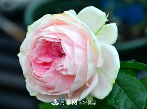 这6种月季花，四季开花不断，又大又美，值得入手(图7)