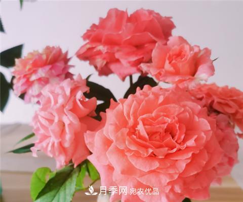 这6种月季花，四季开花不断，又大又美，值得入手(图6)