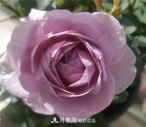 这6种月季花，四季开花不断，又大又美，值得入手(图10)