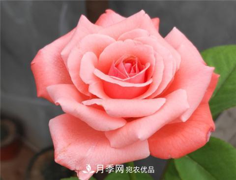 这6种月季花，四季开花不断，又大又美，值得入手(图11)