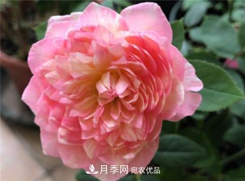 这6种月季花，四季开花不断，又大又美，值得入手(图9)