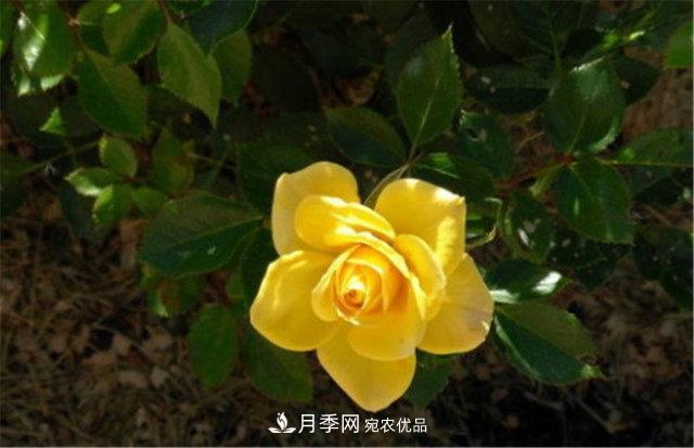 全球10大“名贵”月季花，养过其中5盆，就算“月季发烧友”(图3)