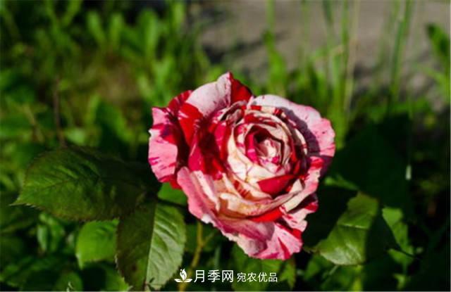 全球10大“名贵”月季花，养过其中5盆，就算“月季发烧友”(图5)