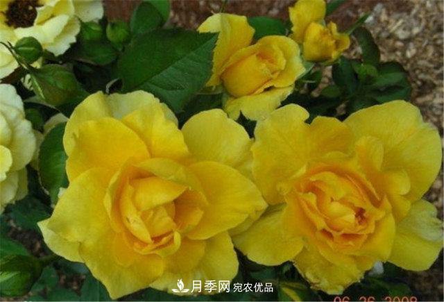 全球10大“名贵”月季花，养过其中5盆，就算“月季发烧友”(图7)