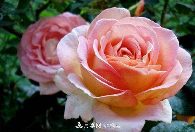 全球10大“名贵”月季花，养过其中5盆，就算“月季发烧友”(图11)