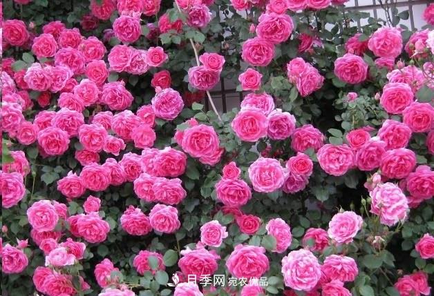 广东种月季，首选这15种，一年花开10个月！(图2)