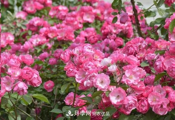 广东种月季，首选这15种，一年花开10个月！(图4)