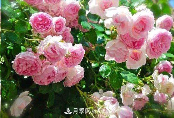 广东种月季，首选这15种，一年花开10个月！(图6)