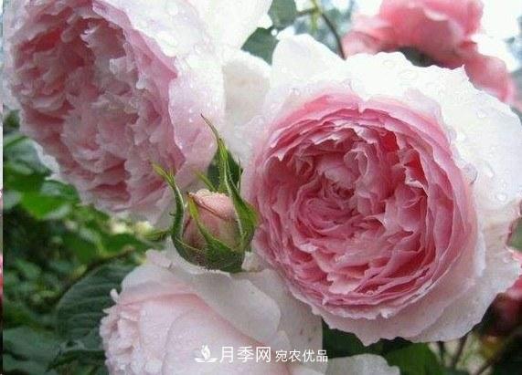 广东种月季，首选这15种，一年花开10个月！(图7)