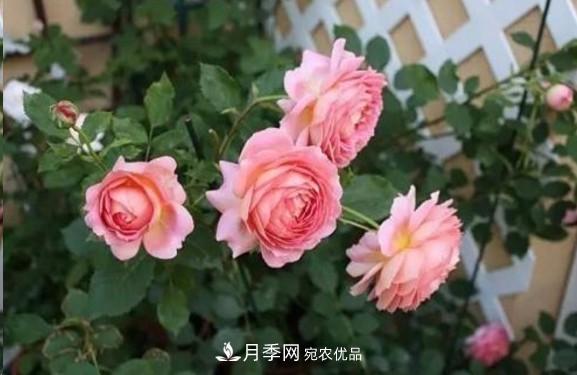 广东种月季，首选这15种，一年花开10个月！(图9)