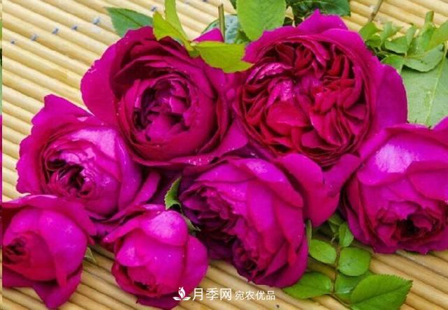 广东种月季，首选这15种，一年花开10个月！(图15)